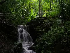 -莫里热带雨林景区
