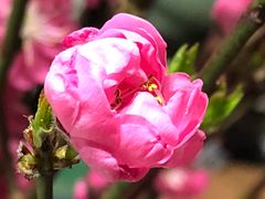 桃花-盒马鲜生(金桥国际广场店)