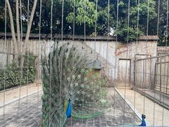 -深圳野生动物园