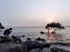 -宝安西湾红树林湿地公园