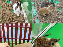 -石狮世茂摩天城摩天轮