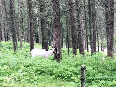 -硗碛藏寨·神木垒景区