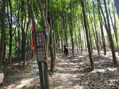 -天鹿湖森林公园