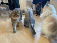 -有喵·猫咖·狗咖·30几只猫10只小狗(岗厦店)