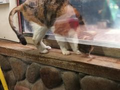 -猫咪博物馆(顶澳仔猫街店)