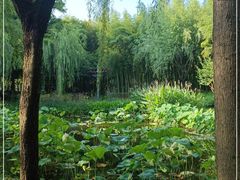 -陈家山荷花公园