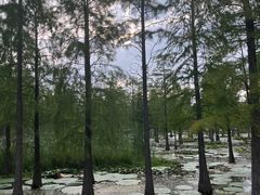 -池杉湖湿地公园