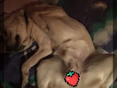 -翊宠yipet猫狗购宠庄园犬舍•猫舍