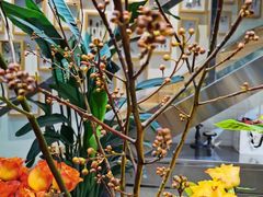 -植物学家的女儿(北马道巷店)