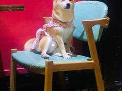 -猫色咖啡·猫咖