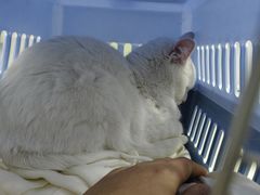 -可蒙动物医院·猫科·骨科中心(首义路店)