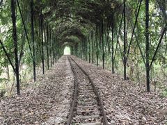 -合肥滨湖国家森林公园