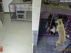 -波姐宠物家庭寄养