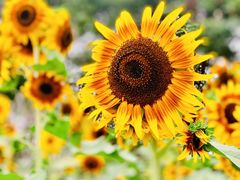 -花开海上生态园