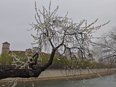 -桃花堤公园