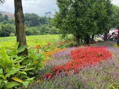 -贵阳市花溪国家城市湿地公园