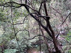 -花岩国家森林公园