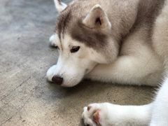 -TrueLove @ Neverland (Husky Cafe)