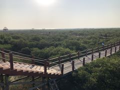 -北海金海湾红树林生态旅游区