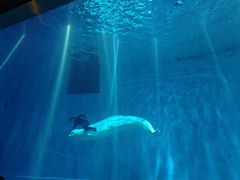 -芜湖新华联大白鲸海洋公园