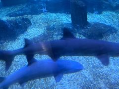 -海合安青岛极地海洋公园