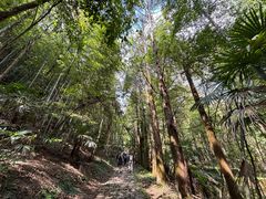 -天目山大树王景区