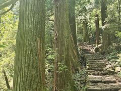 -天目山大树王景区