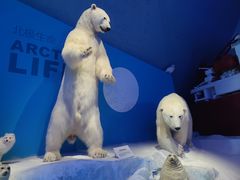 -贝林大翅鲸简餐厅(国家海洋博物馆店)