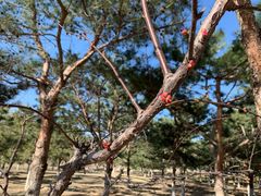 -大兴滨河森林公园