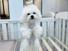 -萌宠之家·腊肠犬·马尔泰·小体犬舍