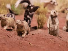 -陕西自然博物馆