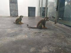 小猴子-西安秦岭野生动物园