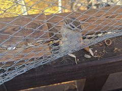 -莫尔道嘎国家森林公园