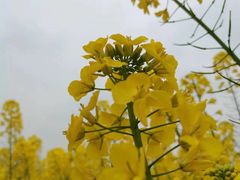 -中国天府农业博览园