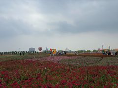 -荷兰花海