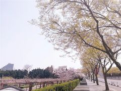 -嘉定紫藤园