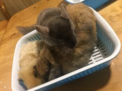 -藦茜花园宠物主题亲子互动体验馆(国顺东路店)