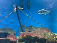 -秦皇岛新澳海底世界