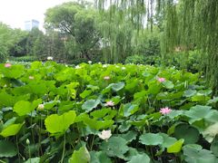 -北京动物园-畅观楼