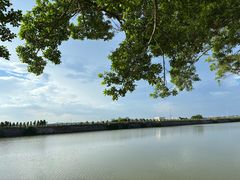 -大湾区中央湿地公园