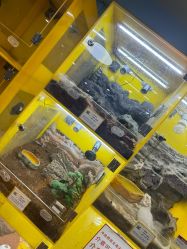 点击看大图 -神奇动物撸宠馆·羊驼·小浣熊·异宠(豫园店)