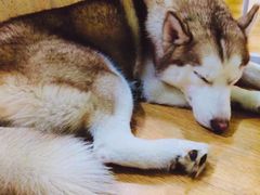 -Husky Go! 哈士奇体验馆·宠物咖啡厅狗咖