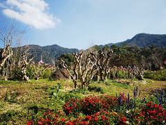 -深圳仙湖植物园