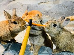 -Zoolung Zoolung动物主题公园(海信广场店)