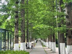 -花溪公园