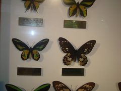 -上海昆虫博物馆