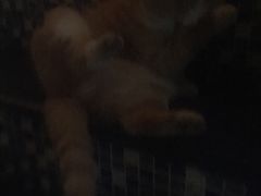 -Sirena海妖日咖夜酒