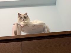 -小猫来了·猫舍(红山六九七九店)
