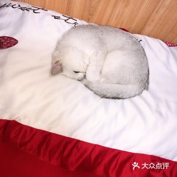 猫猫舔爪爪会吃到肚子里  爱团团的第31天