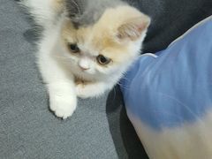 胖丁小短腿-喵的天空名猫咖啡馆·撸猫·猫舍·用品